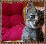 Impresions